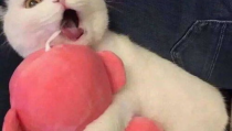 搞笑头像,搞笑头像大集合，让你笑出腹肌的个性选择